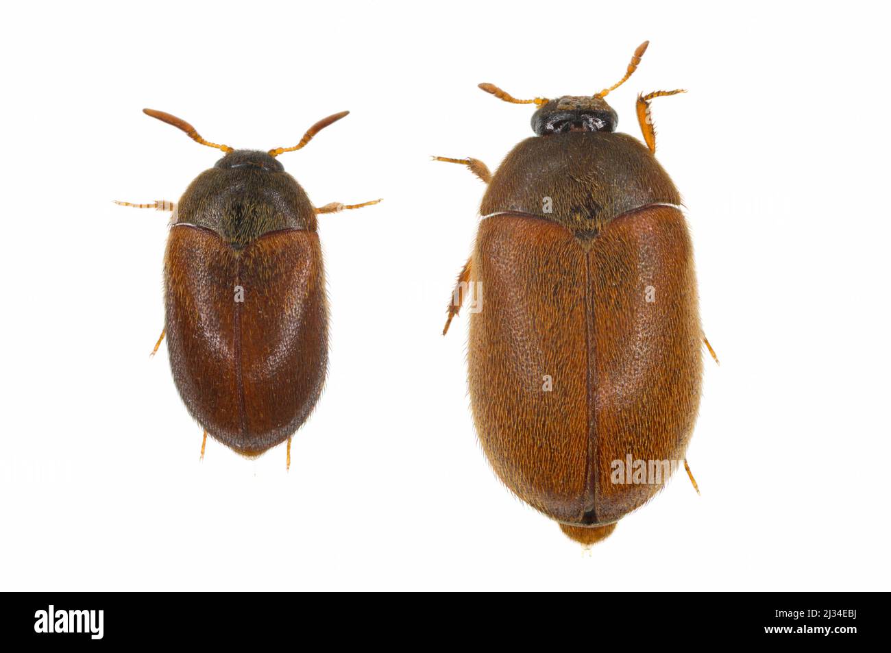 Attagenus smirnovi, il coleottero marrone, è un coleottero della famiglia Dermestidae. Una peste sinantropica che vive in case e musei. Foto Stock