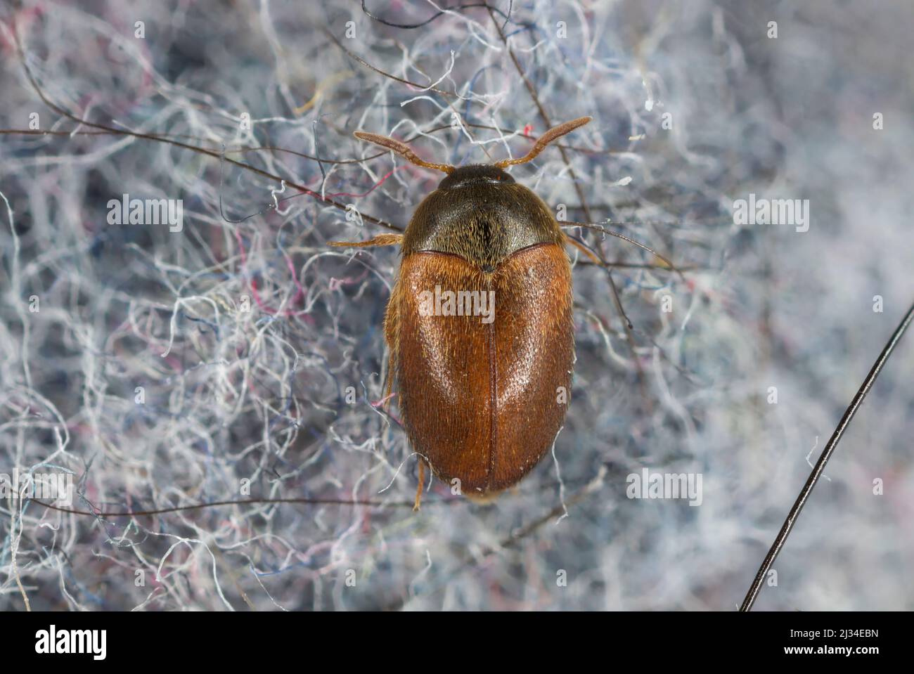 Il tappeto marrone scarabeo Attagenus smirnovi Dermestidae famiglia un peste sinantropica che vive in case umane e musei. Foto Stock