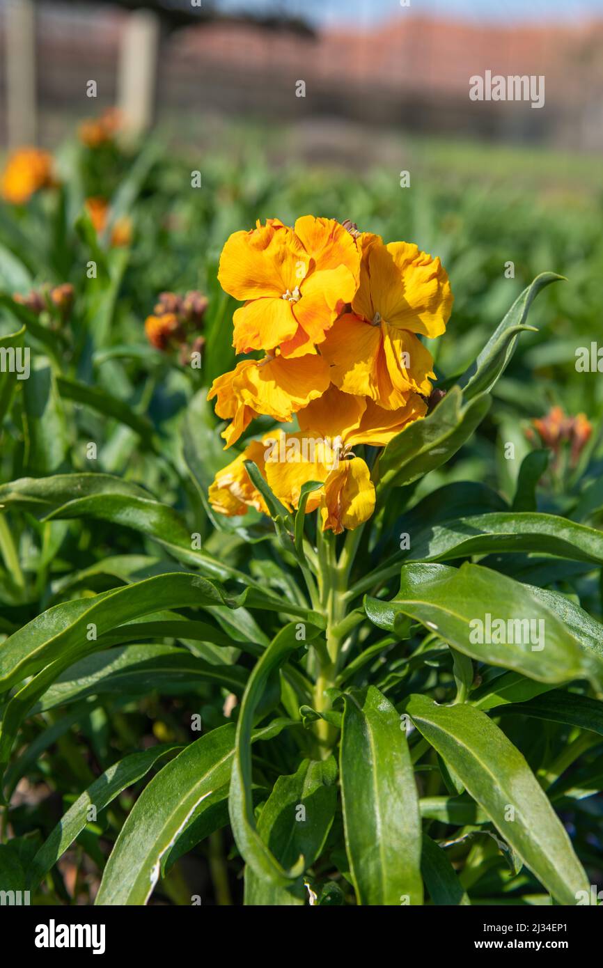 Primo piano di fiori arancioni (erysimum cheiri) in fiore Foto Stock