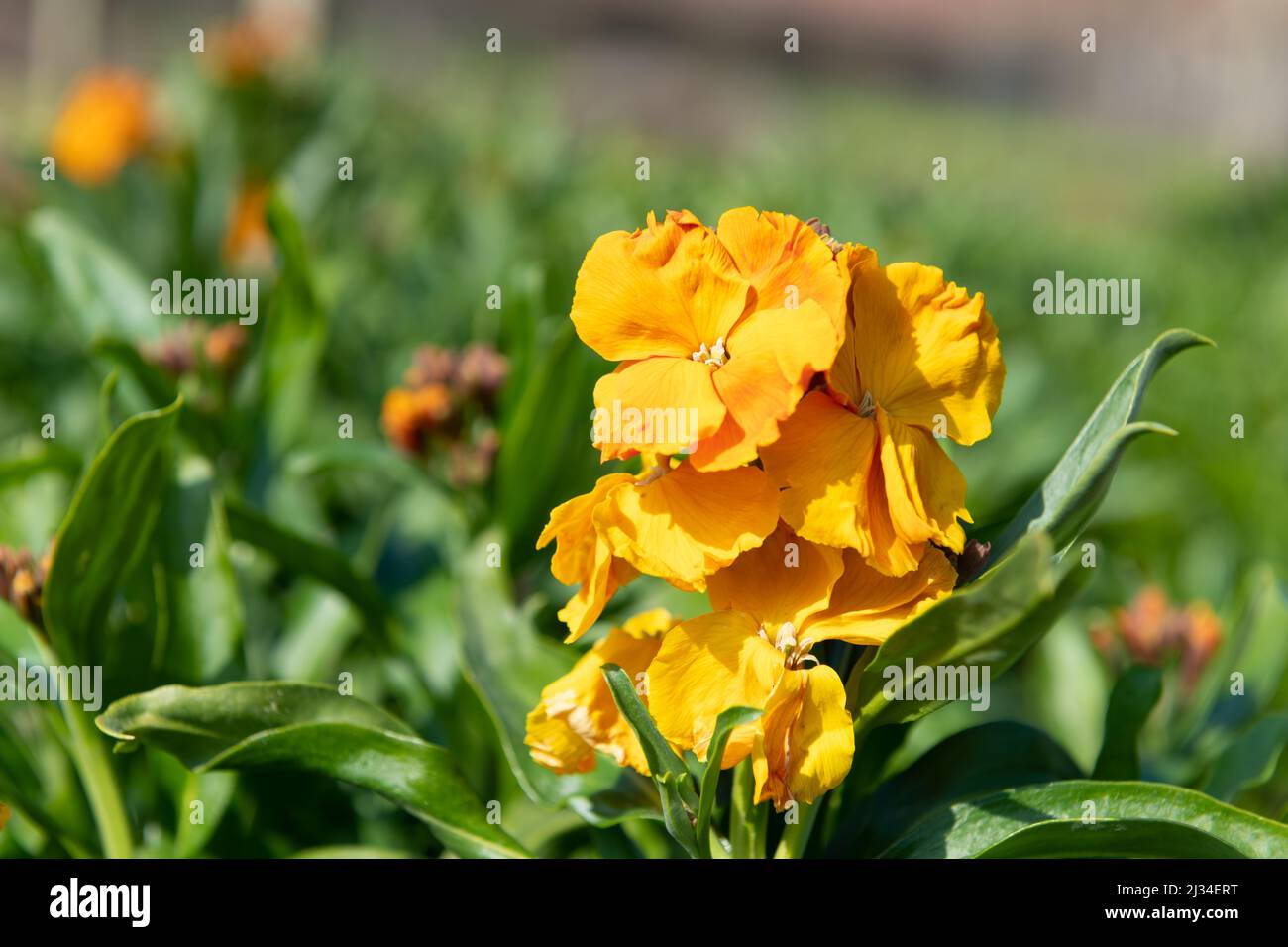 Primo piano di fiori arancioni (erysimum cheiri) in fiore Foto Stock