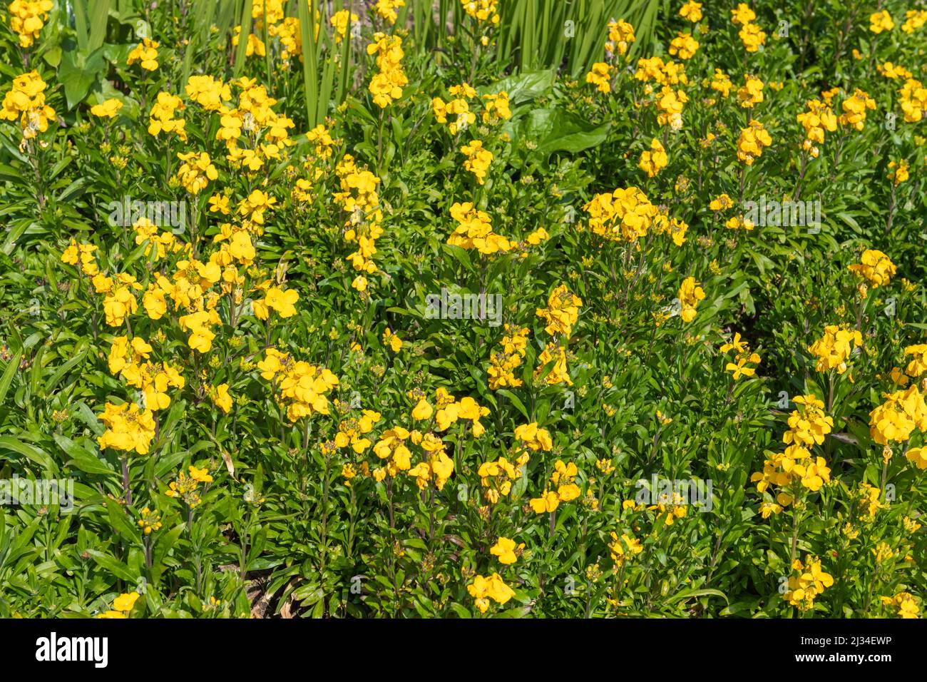 Primo piano di fiori gialli (erysimum cheiri) in fiore Foto Stock