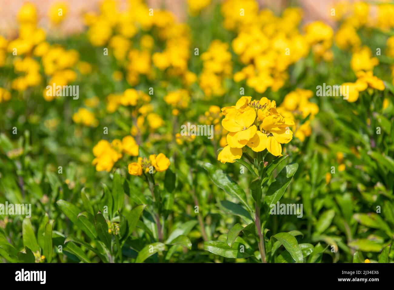 Primo piano di fiori gialli (erysimum cheiri) in fiore Foto Stock
