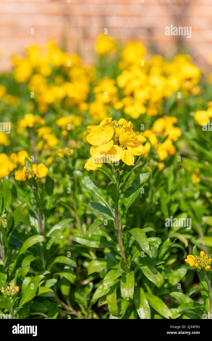 Primo piano di fiori gialli (erysimum cheiri) in fiore Foto Stock
