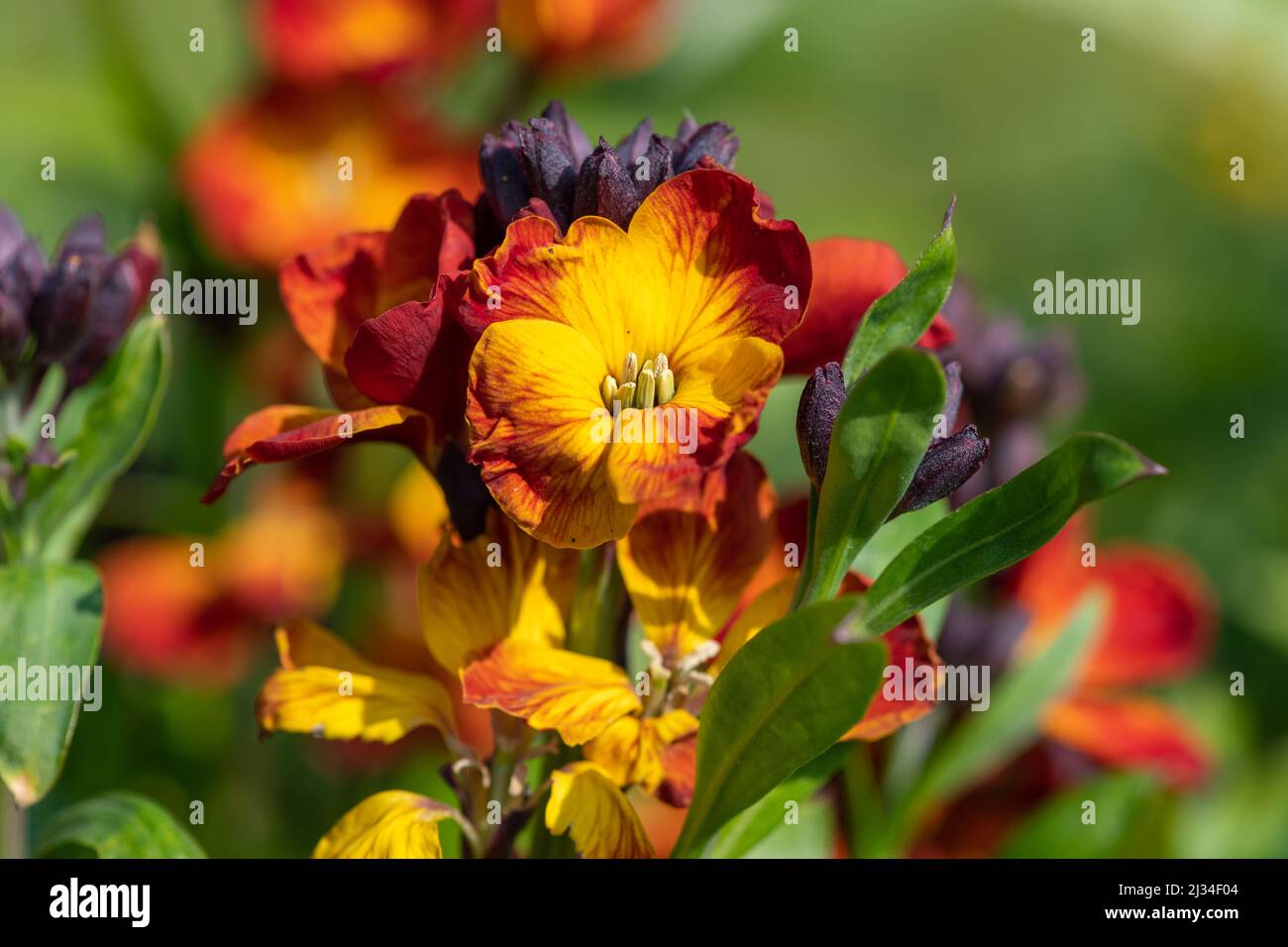 Primo piano di fiori rossi (erysimum cheiri) in fiore Foto Stock