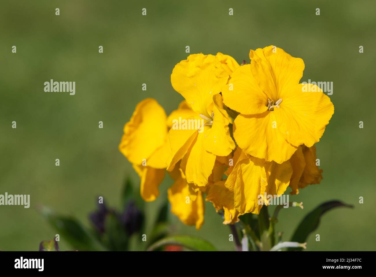 Primo piano di fiori gialli (erysimum cheiri) in fiore Foto Stock