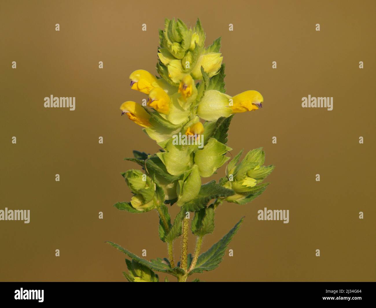 Fiore selvatico di Rattle giallo su un prato. Rhinanthus Foto Stock