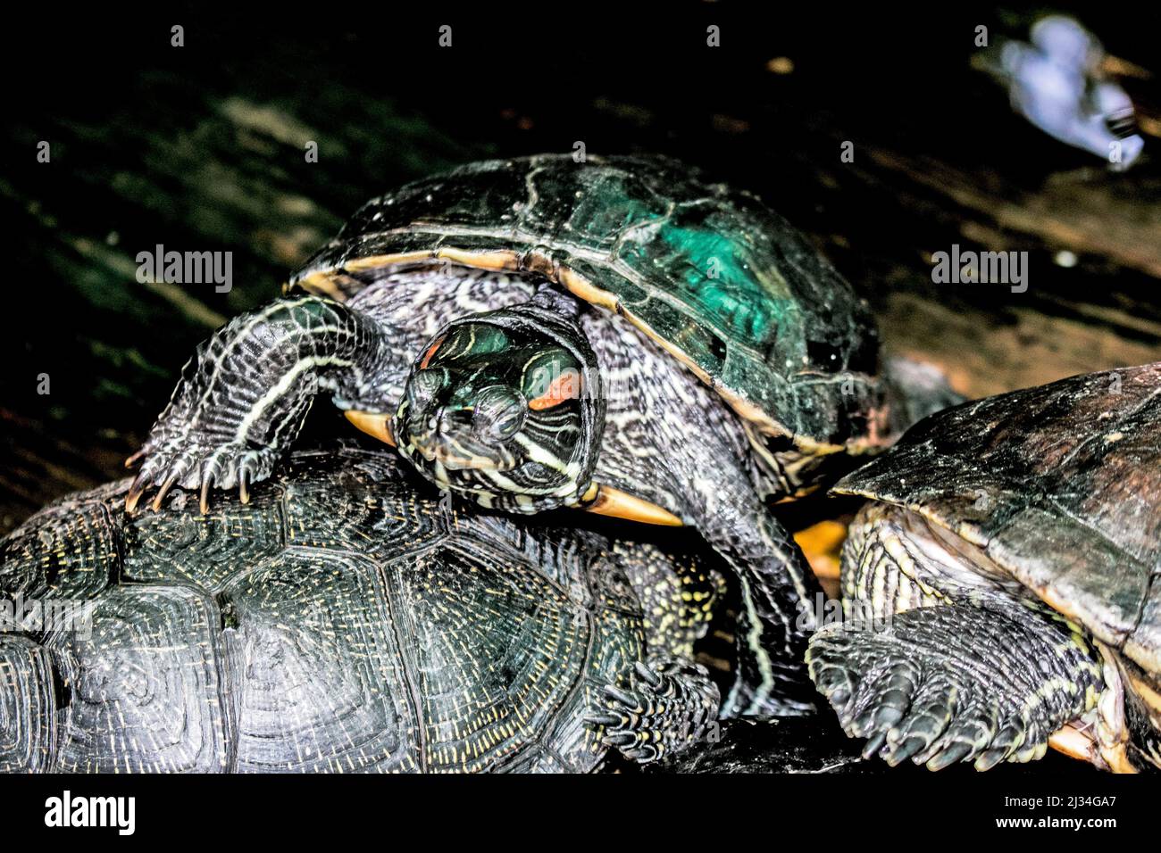 Tartaruga fluviale nell'habitat. Tartaruga in acqua e su piattaforme di legno. Foto Stock