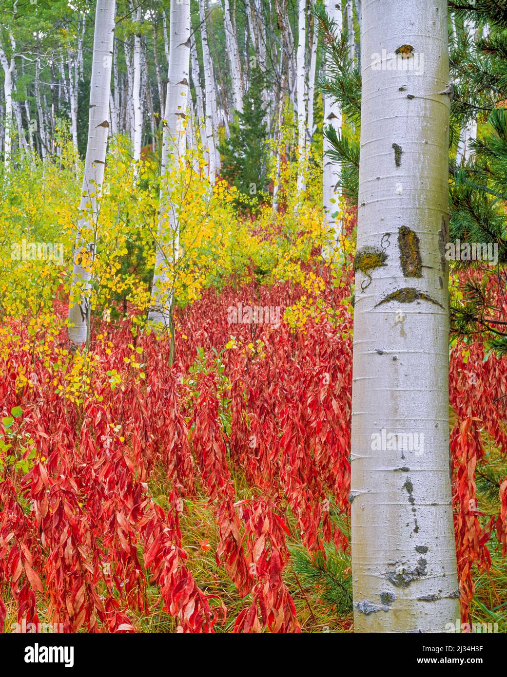Tronchi di alberi di Aspen in bridger-Teton National Forest vicino a Jackson, wyoming Foto Stock