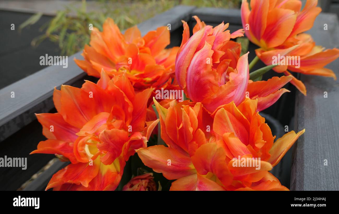 dettaglio di tulipani di pappagallo arancione su sfondo di legno scuro con bambù Foto Stock