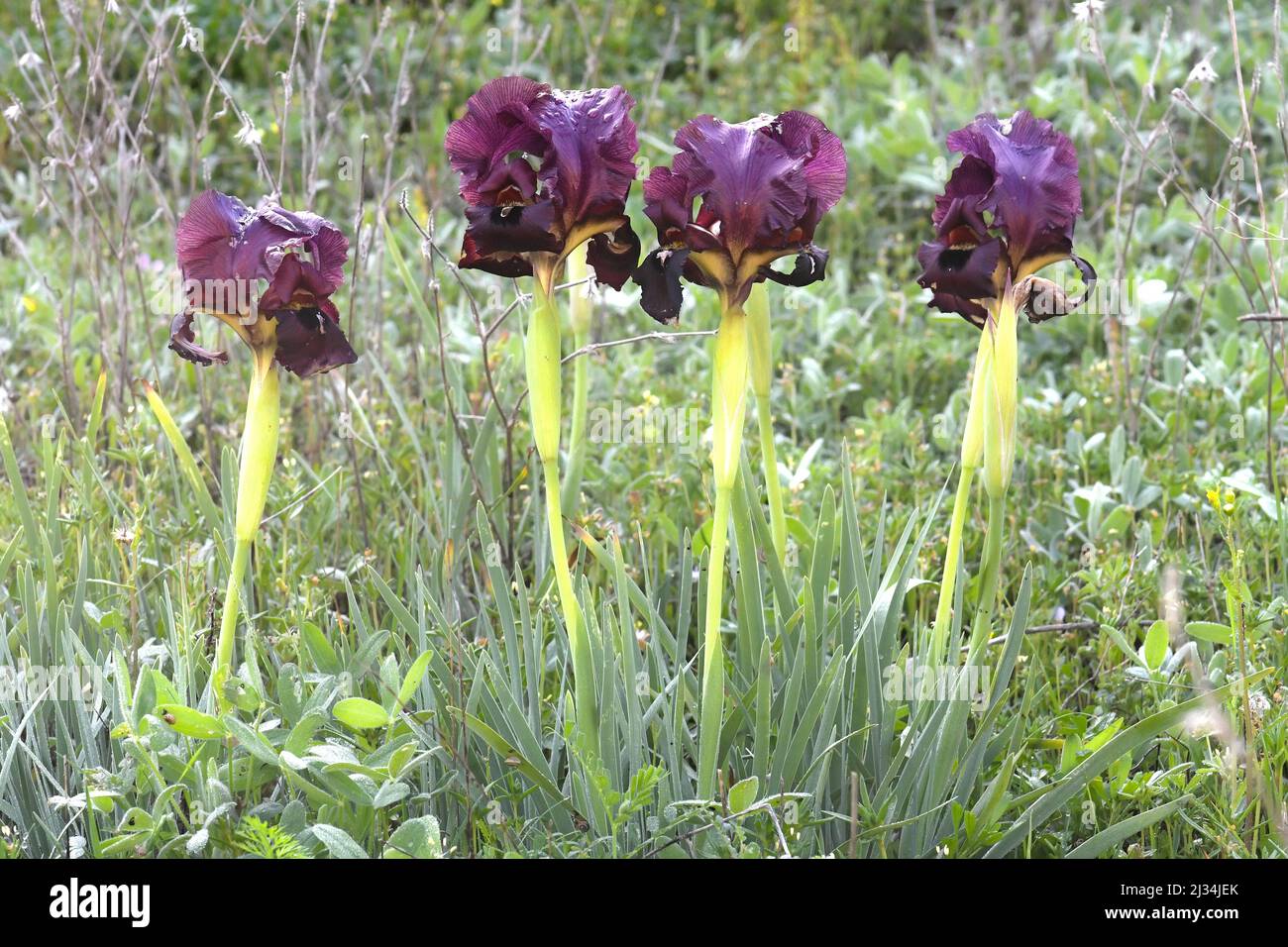 L'iride costiera, Iris atropurpurea fiorisce in primavera Foto Stock
