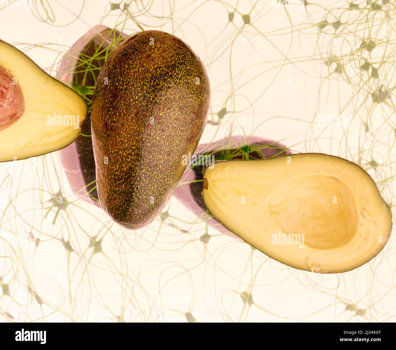Vita morta di Avocado sano Foto Stock
