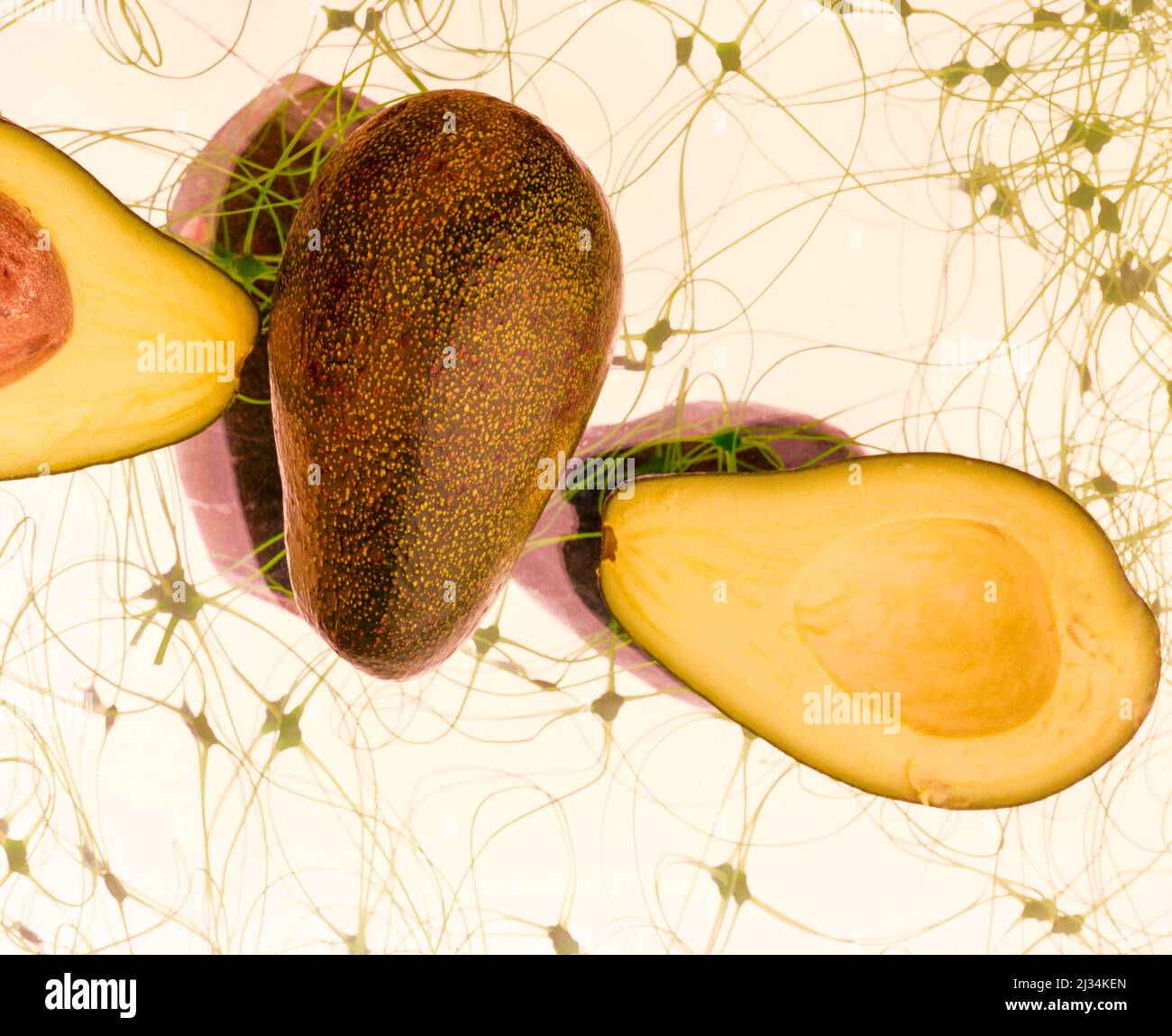 Vita morta di Avocado sano Foto Stock