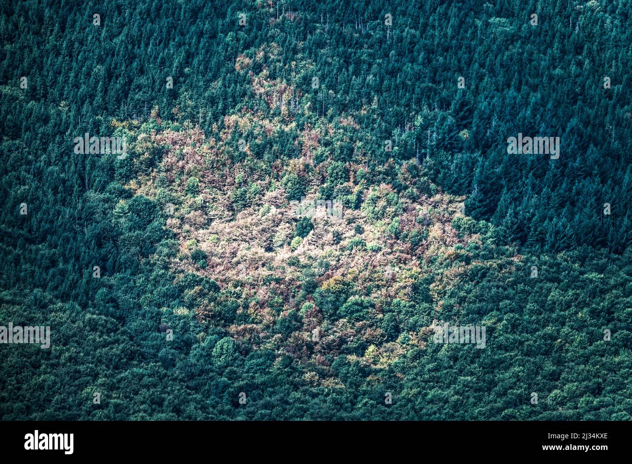 Una vista aerea dall'alto della foresta con infestazione di coleotteri di corteccia Foto Stock