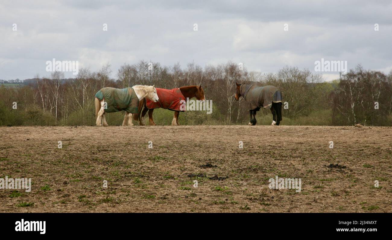 Cavalli nel prato Foto Stock