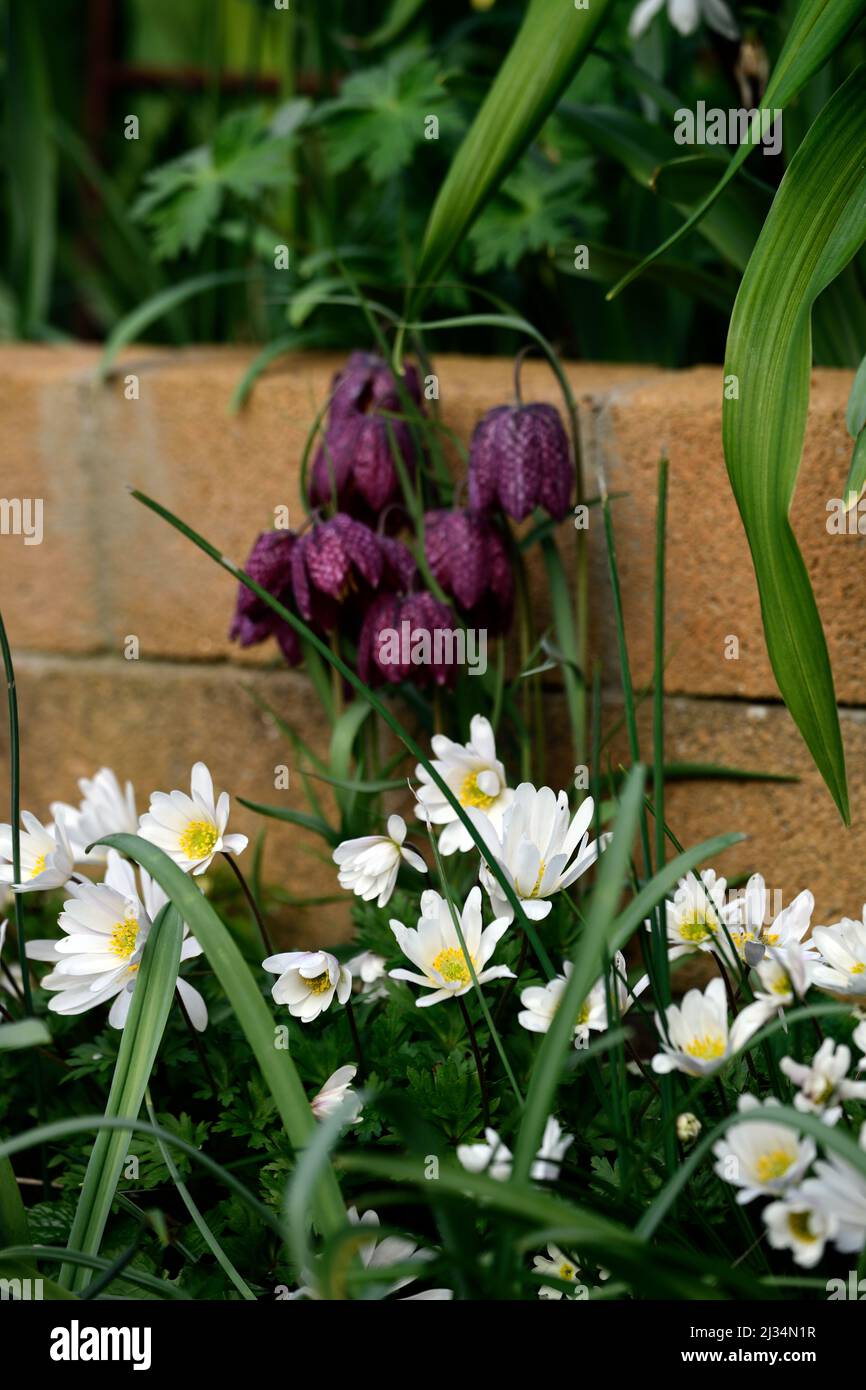 Anemone blanda bianco sfumature, fiori bianchi, Fritillaria meleagris, serpente fritillario, testa di serpente fritillario, fiori viola a scacchi, fiore bianco, f Foto Stock