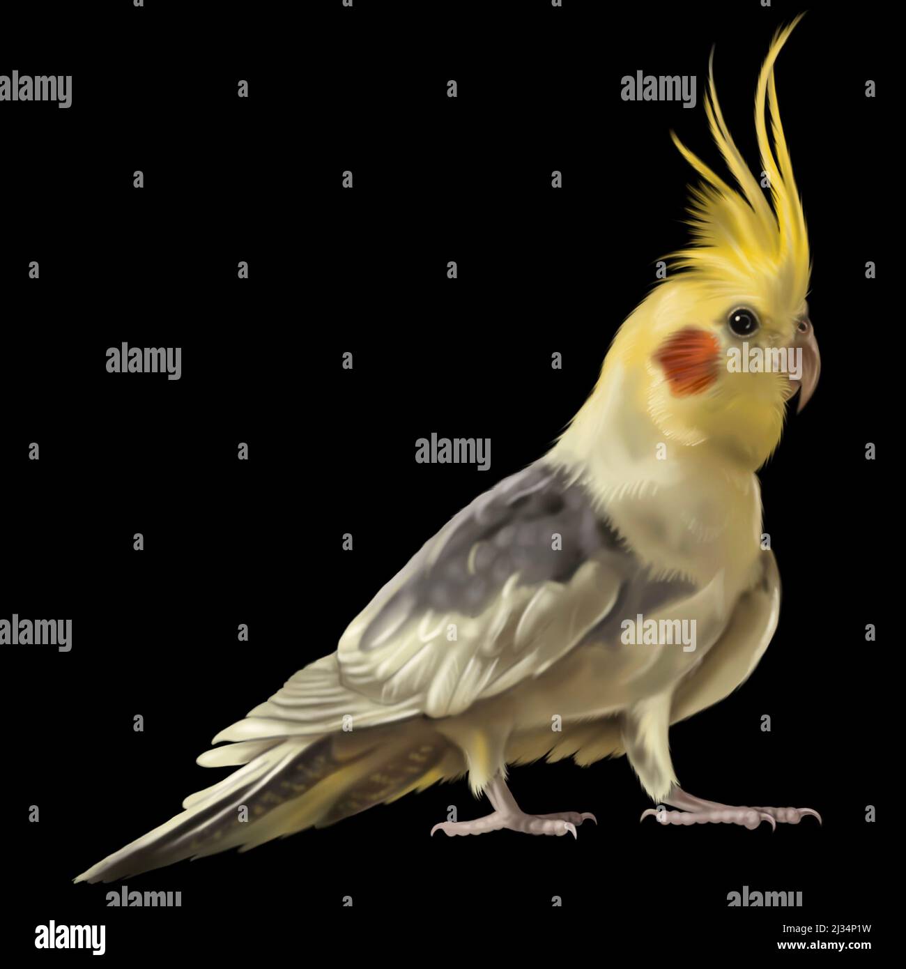 Cockatiel. Illustrazione del colore dell'acquerello giallo di Cockatoo. Uccello realistico Foto Stock