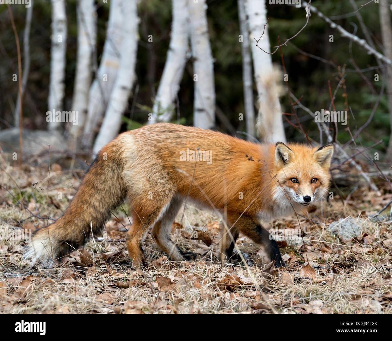 Vista laterale del profilo di Red Fox close-up nella stagione primaverile con uno sfondo sfocato di alberi di betulla nel suo ambiente e habitat. Immagine Fox. Foto. Immagine. Foto Stock
