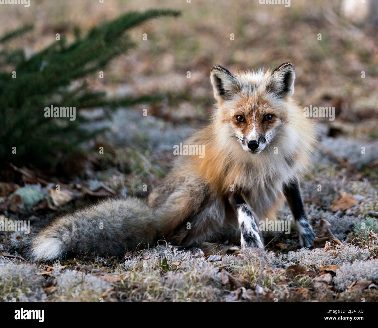Red Fox close-up vista profilo seduta su muschio nella stagione primaverile con sfondo e guardare la fotocamera nel suo ambiente e habitat. Immagine Fox. Foto Stock
