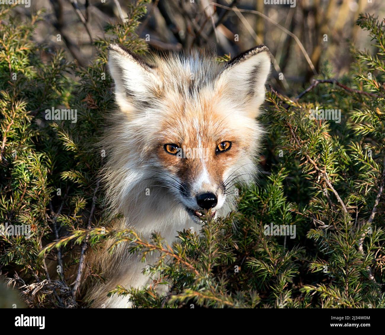 Profilo ravvicinato della testa della volpe rossa che circonda con rami dell'ago di conifere e guarda la macchina fotografica nel suo ambiente e habitat. Colpo alla testa. Immagine Fox. Foto Stock