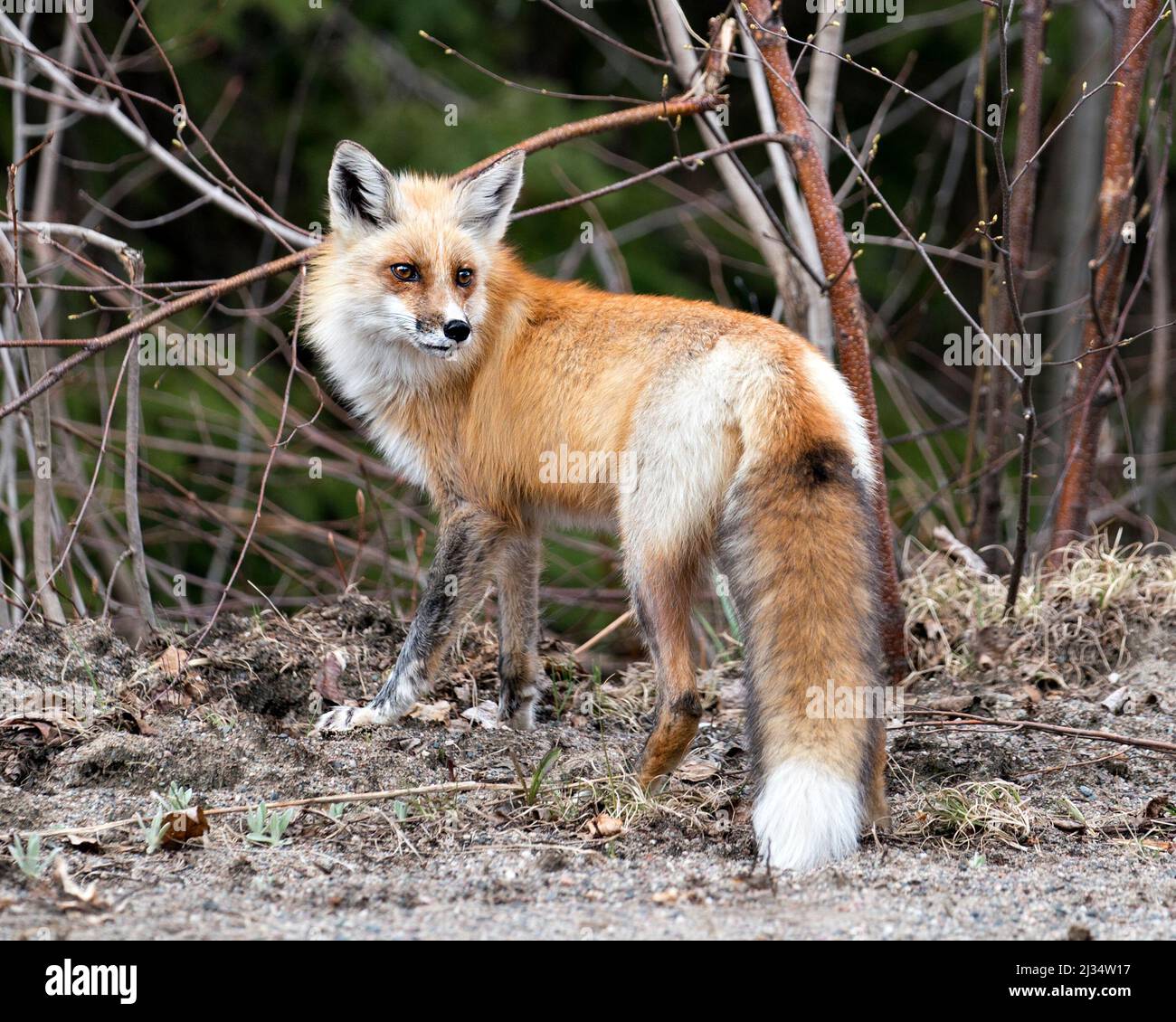Vista laterale del profilo della volpe rossa in primo piano guardando la telecamera con uno sfondo di foresta sfocata nel suo ambiente e habitat. Immagine Fox. Immagine. Verticale. Foto Stock