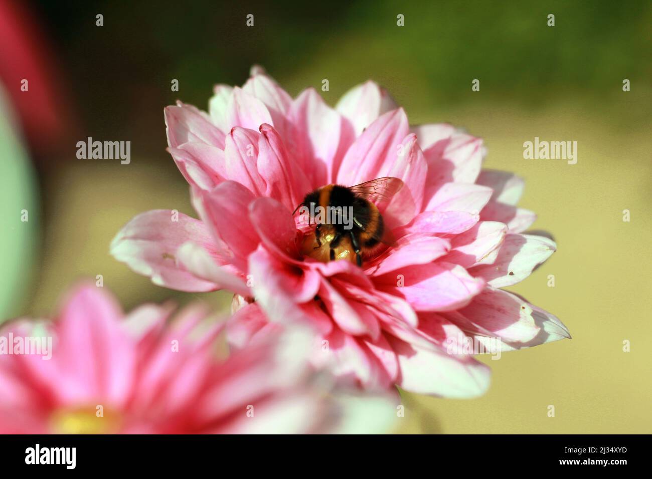 Fiore rosa del giardino con ape Foto Stock