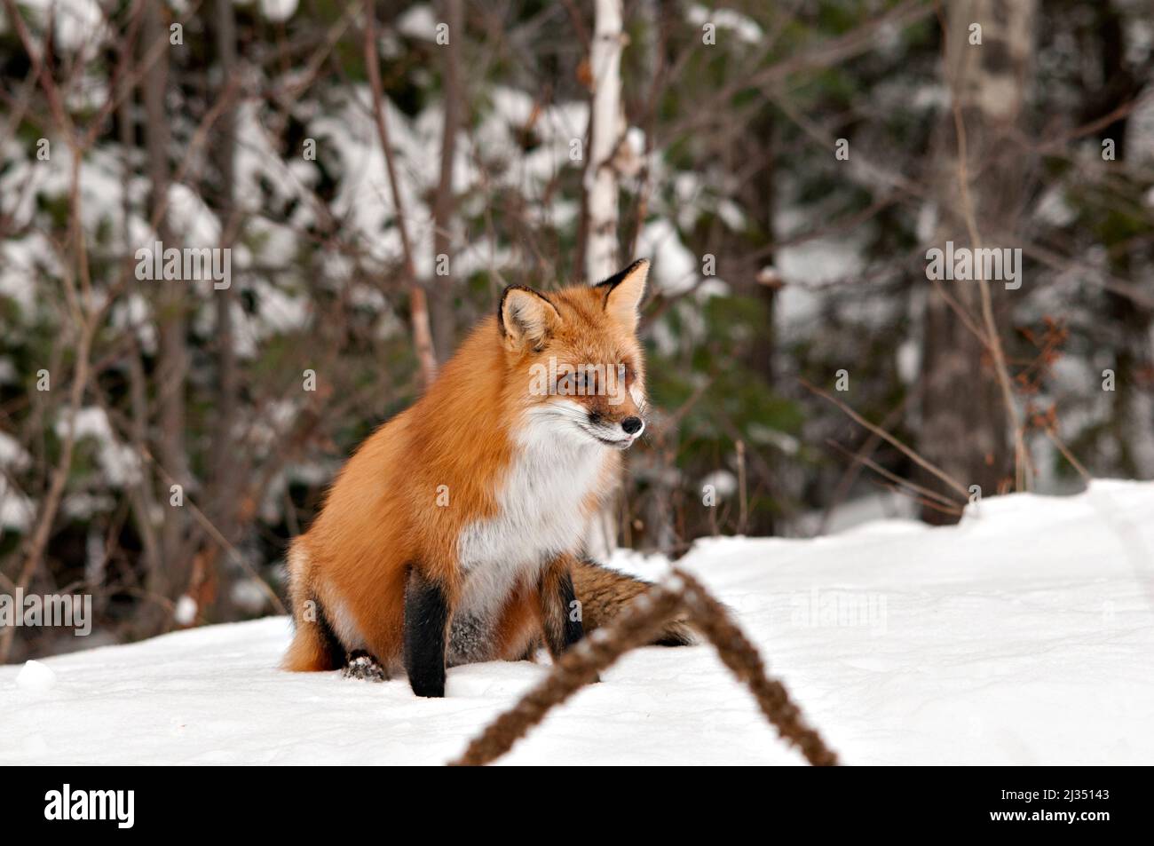 Vista ravvicinata del profilo della volpe rossa nella stagione invernale nel suo ambiente e habitat con sfondo boschivo che mostra coda di volpi folta, pelliccia. Immagine Fox. Foto Stock