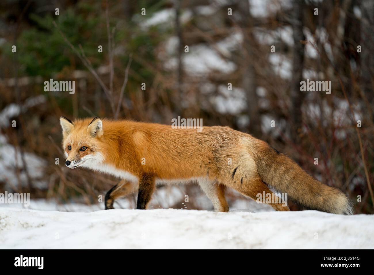 Red Fox close-up vista profilo foraging nella stagione invernale con sfondo sfocato e godere del suo ambiente e habitat. Immagine Fox. Foto Stock