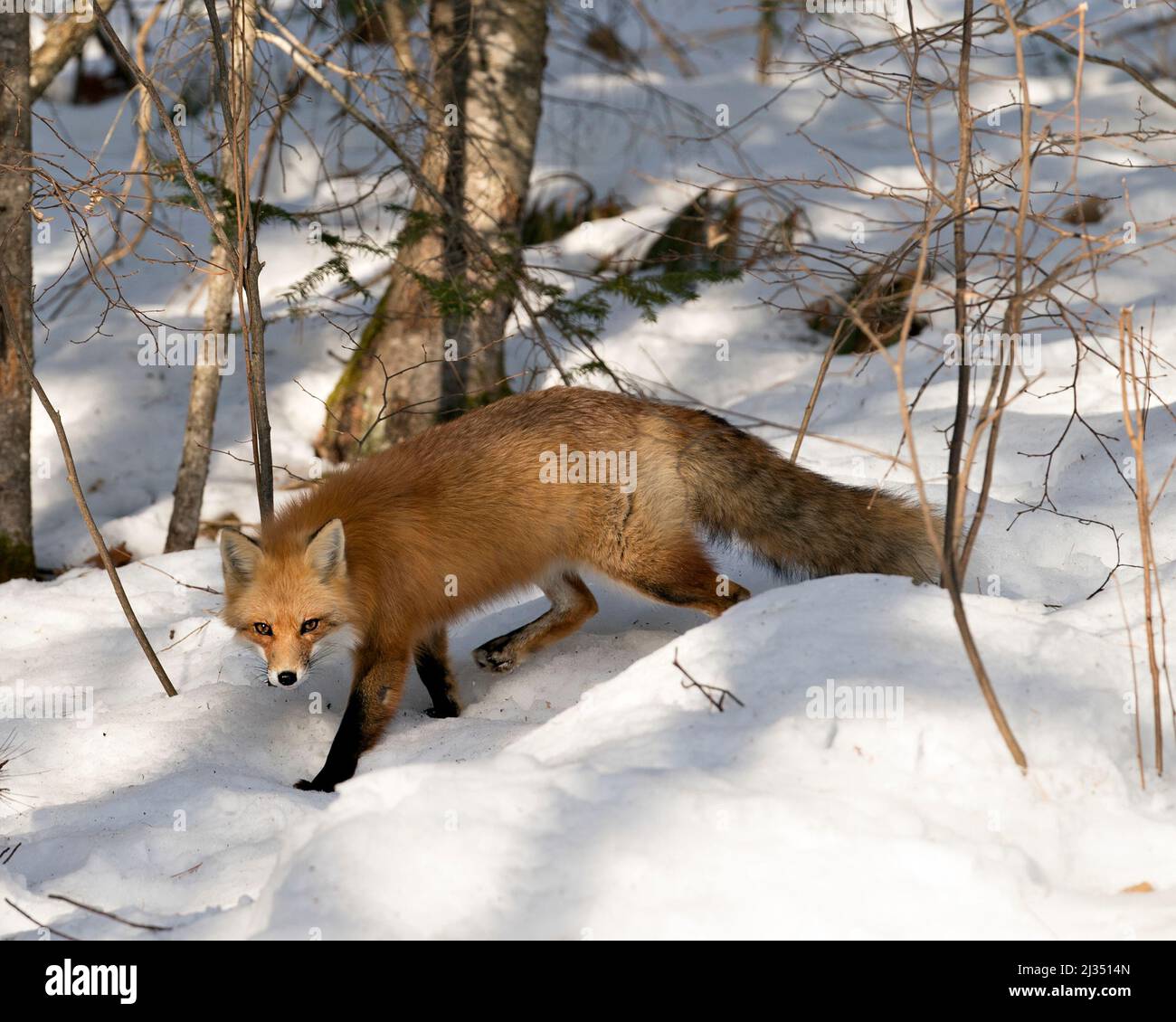 La volpe rossa guarda da vicino la macchina fotografica nella stagione invernale nel suo ambiente e habitat con lo sfondo della foresta di neve che mostra la vista laterale, coda folta. Foto Stock