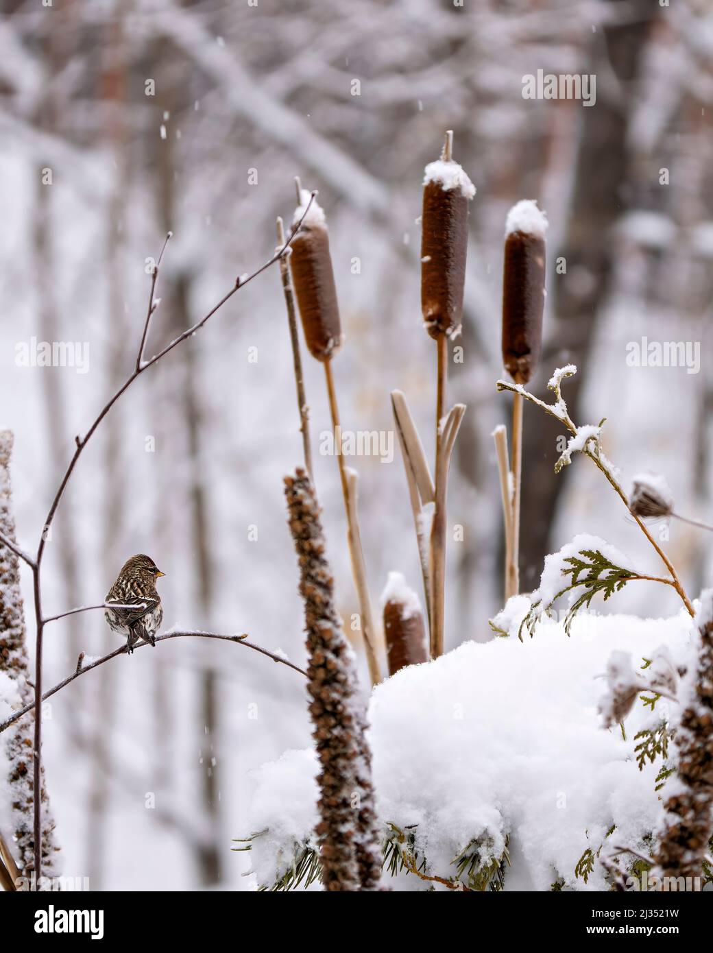 Red poll Finch nella stagione invernale arroccato con uno sfondo sfocato nel suo ambiente e habitat circostante. Foto Stock