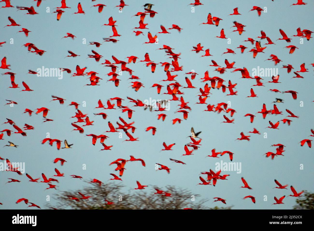 Flock of Scarlet Ibis. Il dormitorio degli uccelli. Una piccola isola nel mezzo del Delta del Parnaiba che ospita migliaia di uccelli rossi. Foto Stock