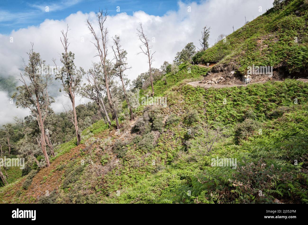Pendio e gli alberi del vulcano Ijen, isola di Java, Indonesia Foto Stock