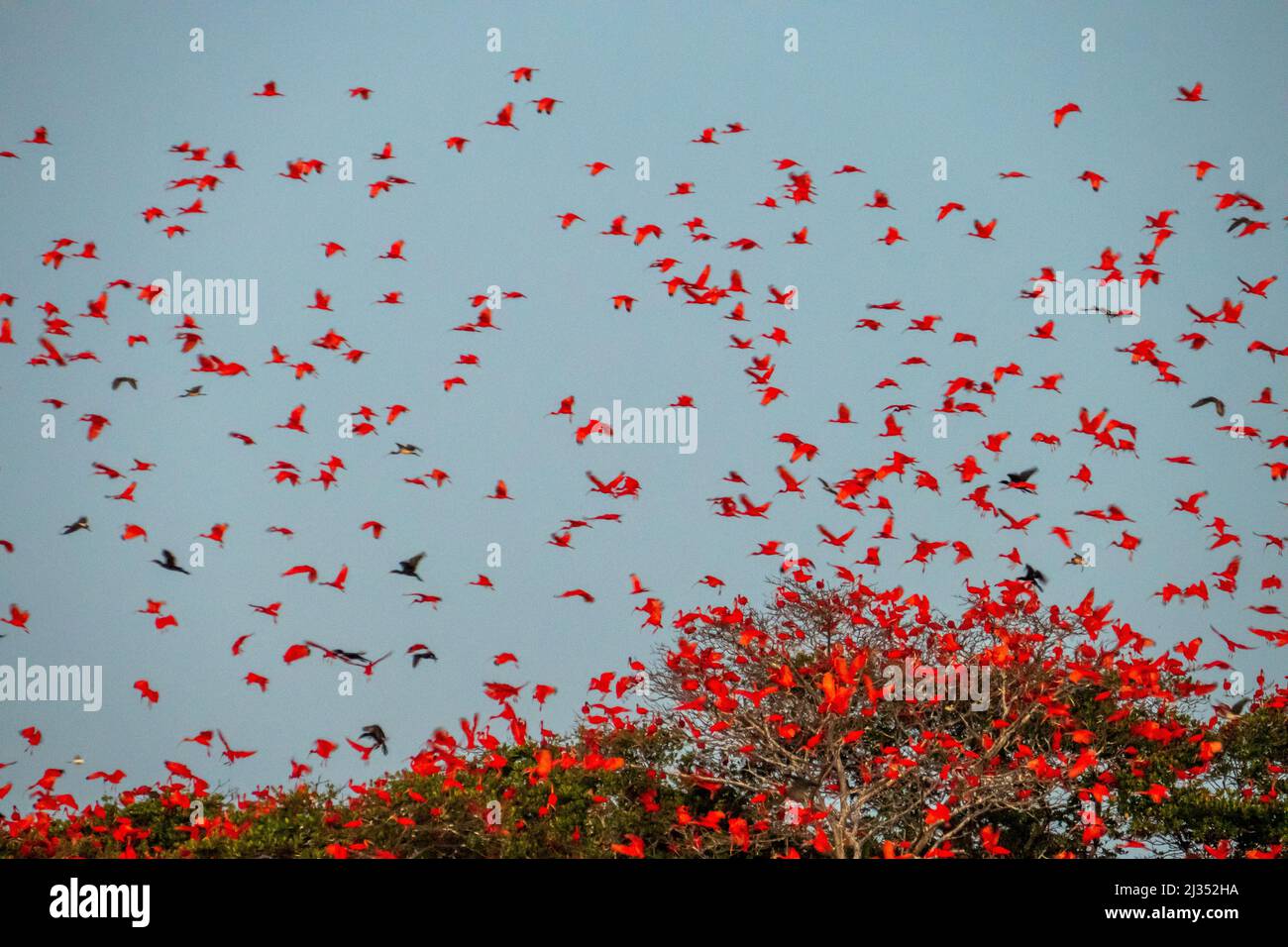 Flock of Scarlet Ibis. Il dormitorio degli uccelli. Una piccola isola nel mezzo del Delta del Parnaiba che ospita migliaia di uccelli rossi. Foto Stock