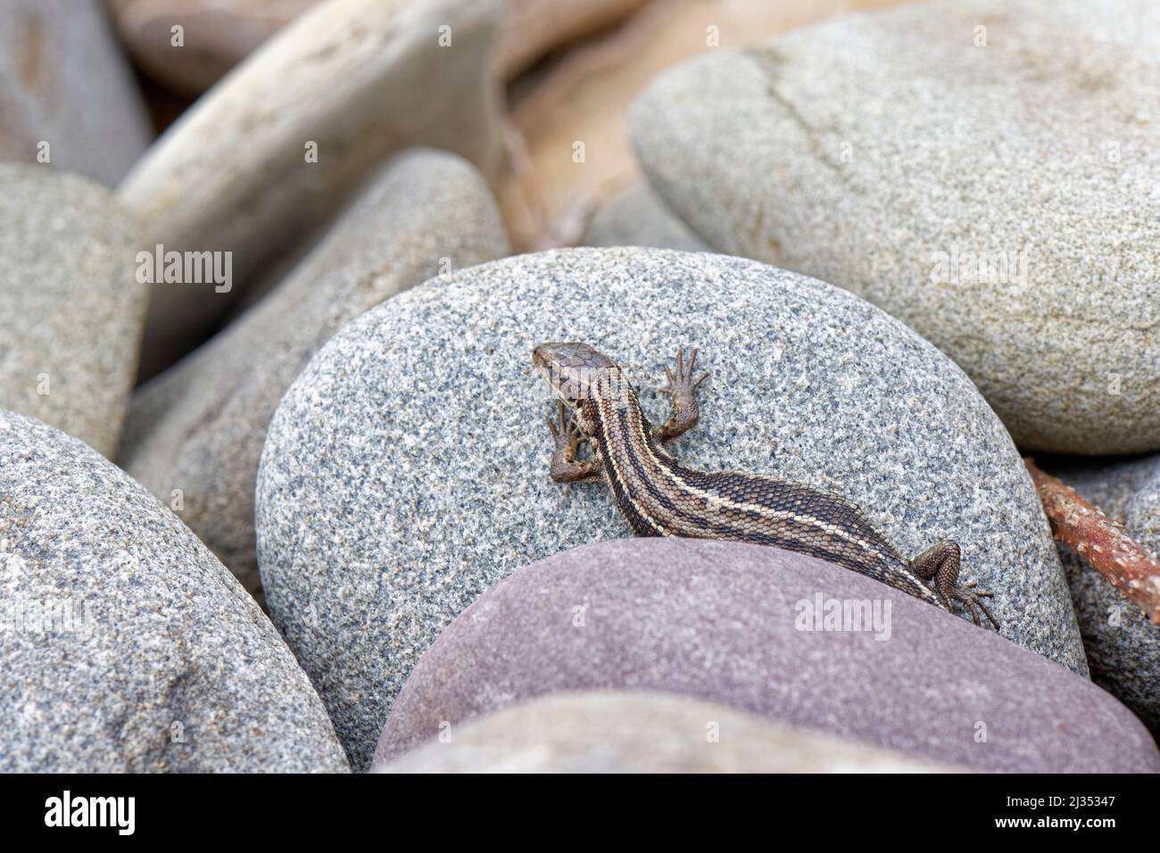 Lucertola comune (Zootoca vivipara) prendere il sole su un masso sulla riva superiore di una spiaggia sabbiosa, Kenfig NNR, Glamorgan, Galles, Regno Unito, Maggio. Foto Stock