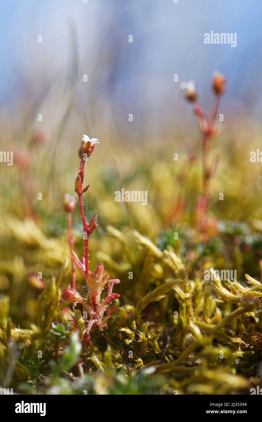 Sassifrage di rue-leaved (tridattiliti di Saxifraga) che fiorisce sulle dune di sabbia costiere, Merthyr Mawr Warren NNR, Glamorgan, Galles, Regno Unito, aprile. Foto Stock