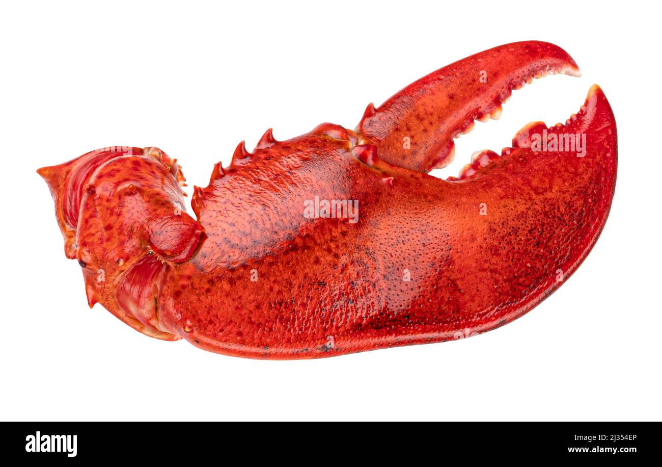 Lobster claw isolati su sfondo bianco Foto Stock