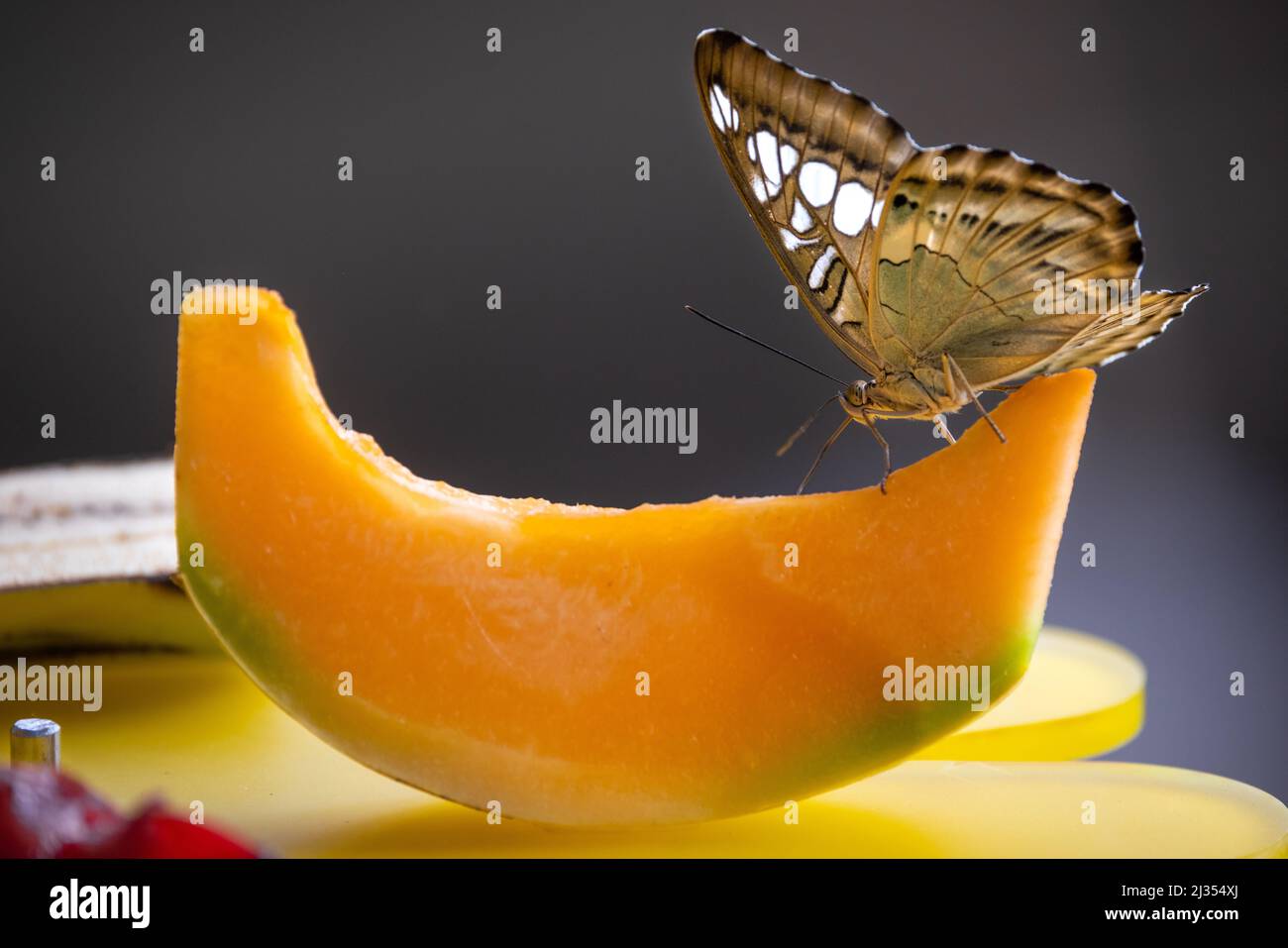 Una farfalla con ali spotted marroni e bianche si sta alimentando su una fetta di melone contro uno sfondo bokeh Foto Stock