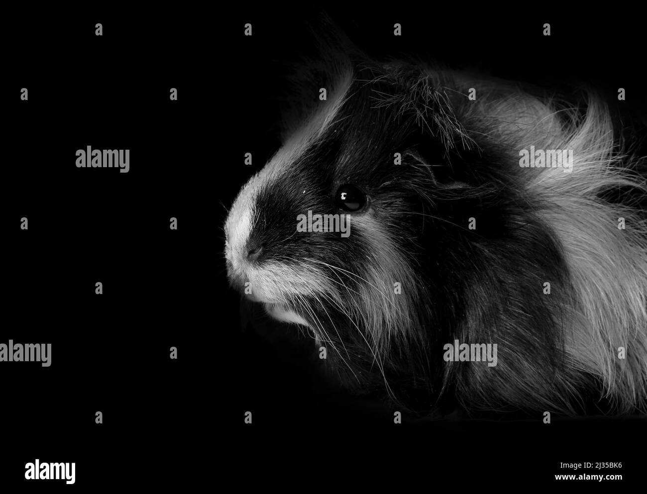 Porcellino d'india carino Foto e Immagini Stock in Bianco e Nero - Alamy