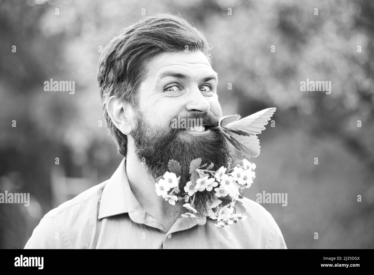 Uomo portico con fiori primaverili in barba. Barba fiorita. Ritratto della testa di un uomo barbuto che guarda la fotocamera su sfondo primavera fiore. Foto Stock