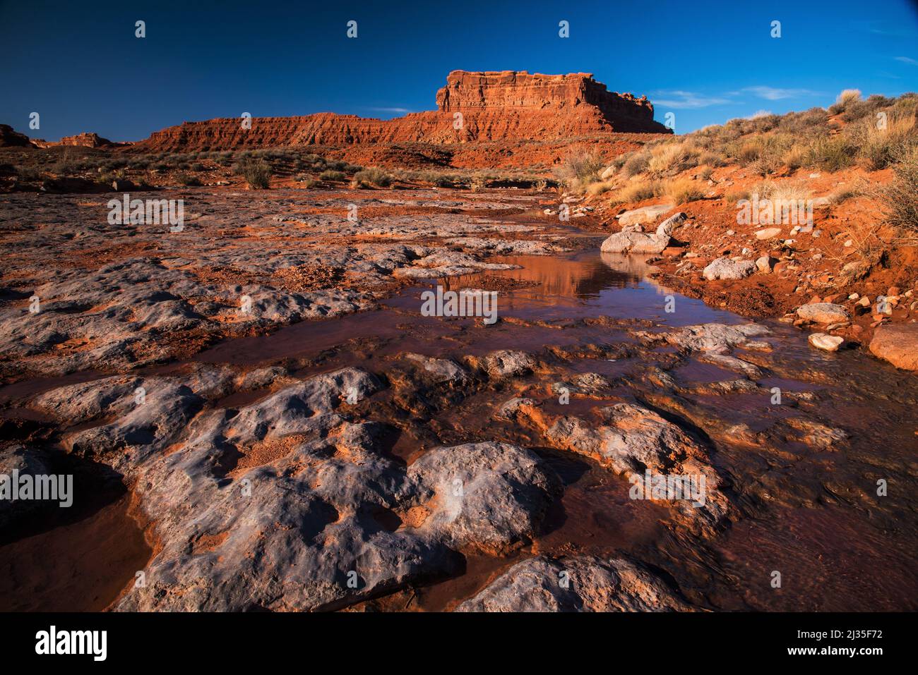 Life Giving Water nella Valle degli dei, Bears Ears National Monument. Le piante e gli animali dipendono dalla pioggia e dalla neve perché l'umidità sopravviva. Foto Stock