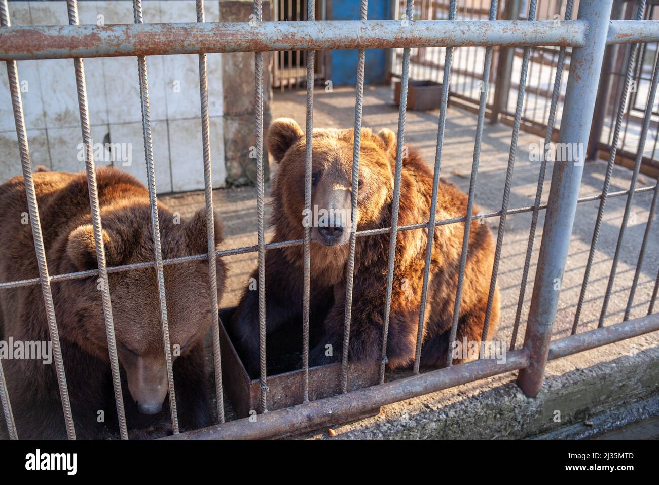 Orso triste in gabbia animale allo zoo. Orso selvatico bloccato naso attraverso barre di gabbia animali e vuole ape libero. L'orso bruno gli ha bloccato la faccia fuori dalla gabbia Foto Stock