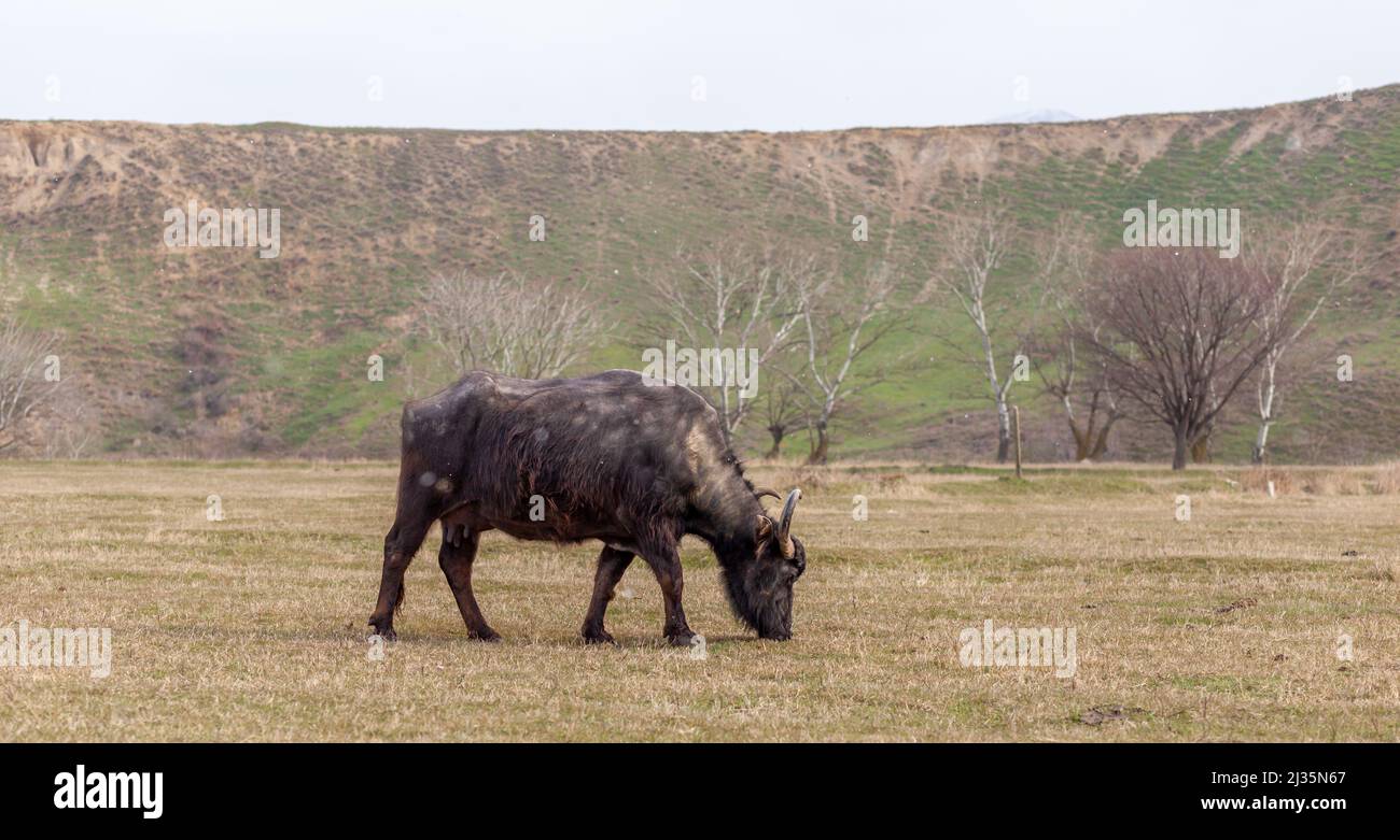 Mucche nere e pelose con corna si pascolare su un prato verde in una zona montagnosa. Pascolo libero. Foto Stock
