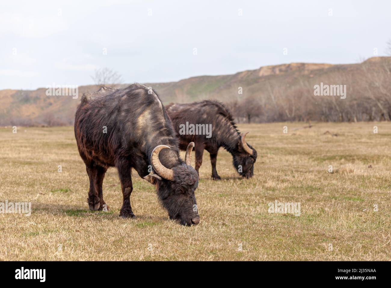 Mucche nere e pelose con corna si pascolare su un prato verde in una zona montagnosa. Pascolo libero. Foto Stock