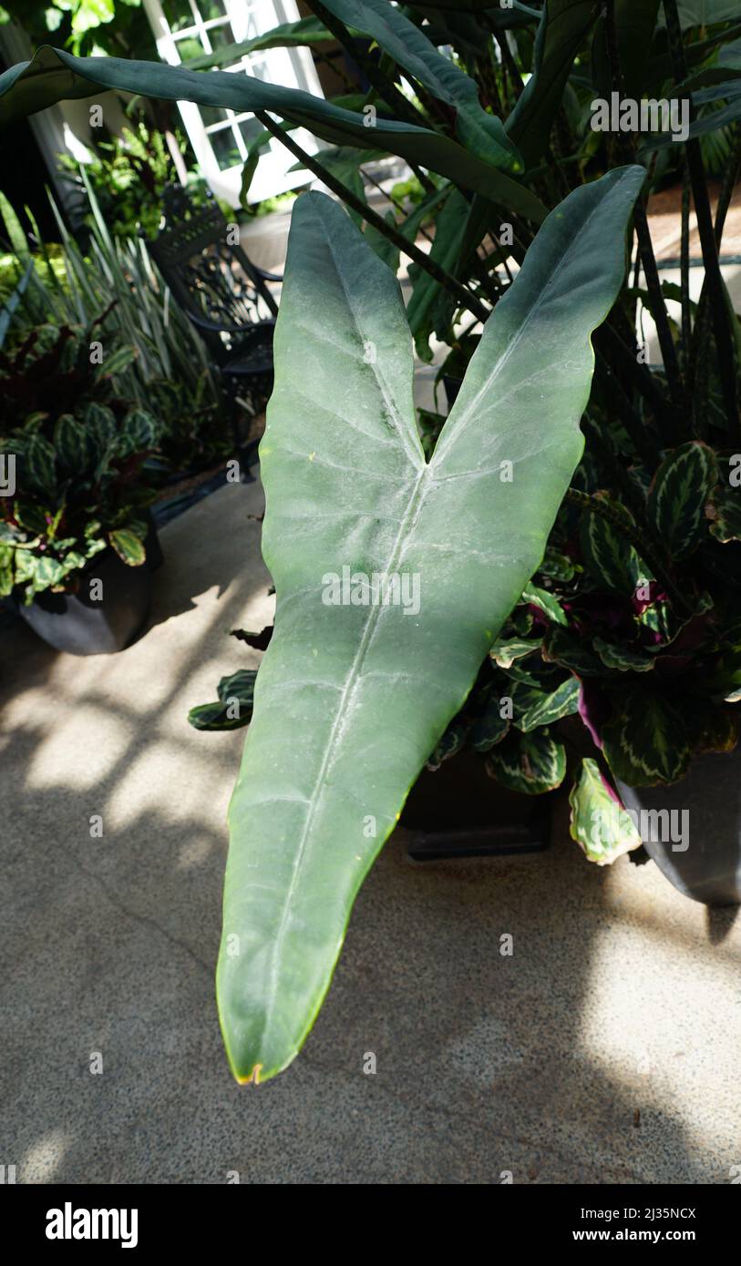 La lunga foglia di Alocasia Zebrina Tiger Elephant Ear piante Foto Stock