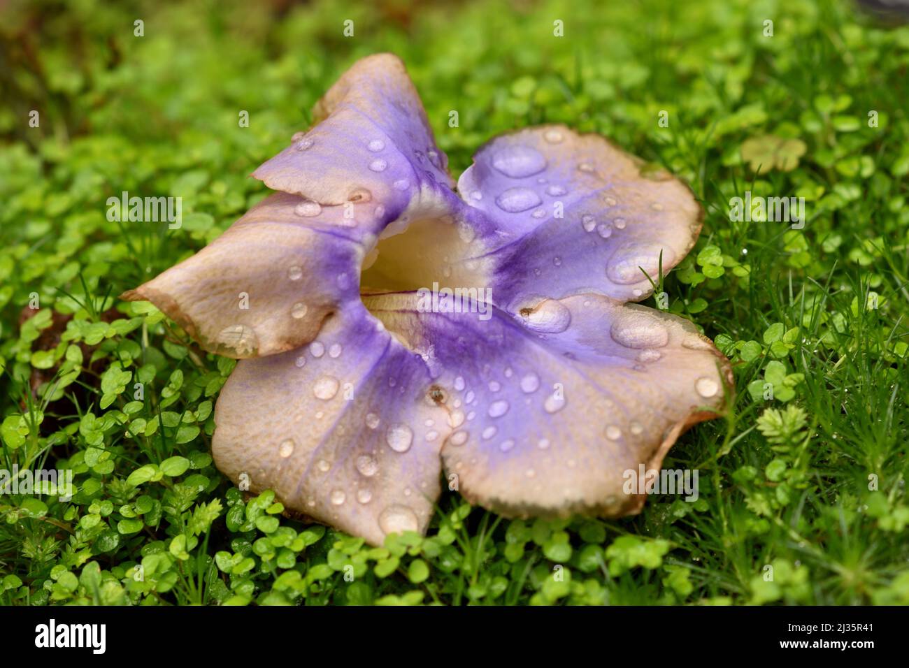 Il cielo blu della vite (Thunbergia grandiflora) fiorisce con gocce d'acqua cadute sul letto di muschio irlandese (Sagina subulata) Foto Stock