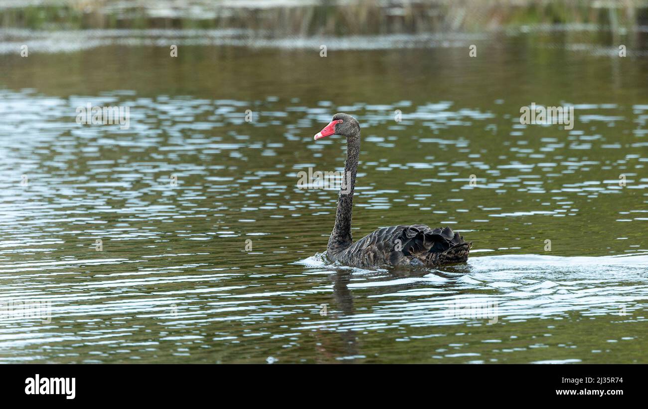 Il cigno Nero (Cygnus atratus) è un grande uccello acquatico australiano con perlopiù piumaggio nero e una fattura rossa. Foto Stock