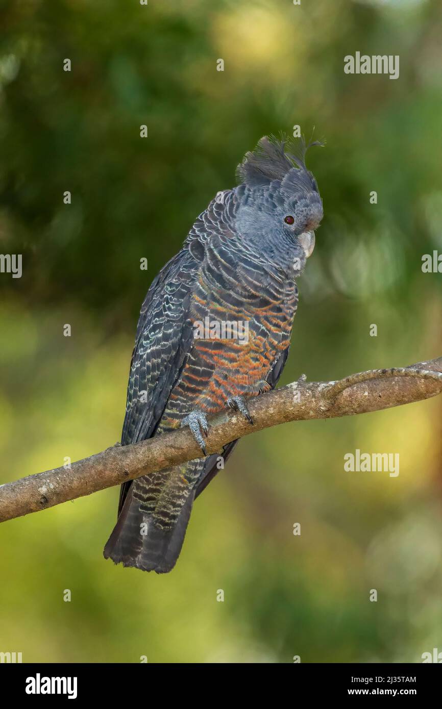 Femmina Gang-gang Cockatoo (Callocephalon fimbriatum) identificato dal maschio con la sua piccola cresta grigio soffice. Foto Stock