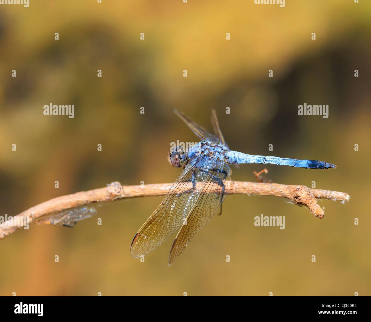 Maschio maturo Blue Skimmer Dragonfly (Orthetrum caledonicum) con la sua polvere blu torace e pruinescente blu addome. Foto Stock