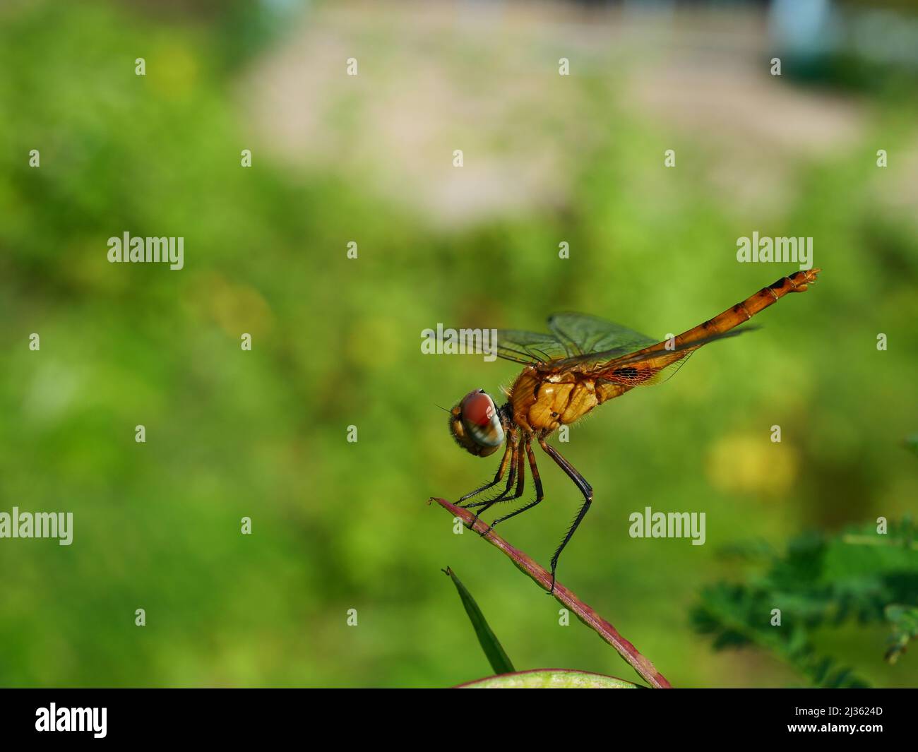 Dragonfly marrone con motivo nero sul corpo e grande occhio rosso e verde poggiante su albero con sfondo verde naturale Foto Stock