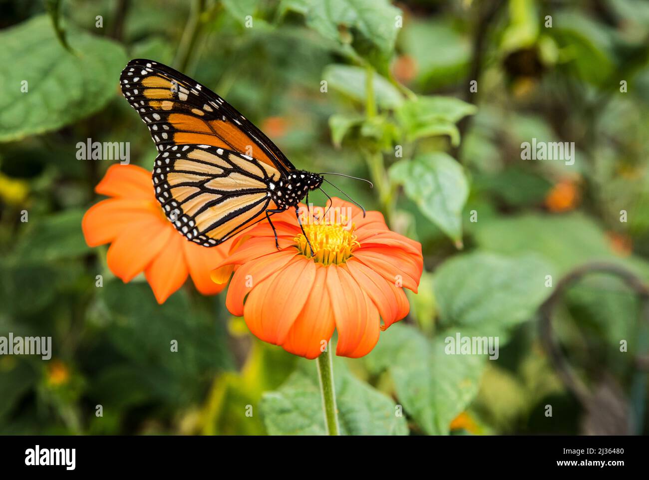 Una farfalla Monarch #su un fiore ad Asheville, Carolina del Nord, Stati Uniti. Foto Stock