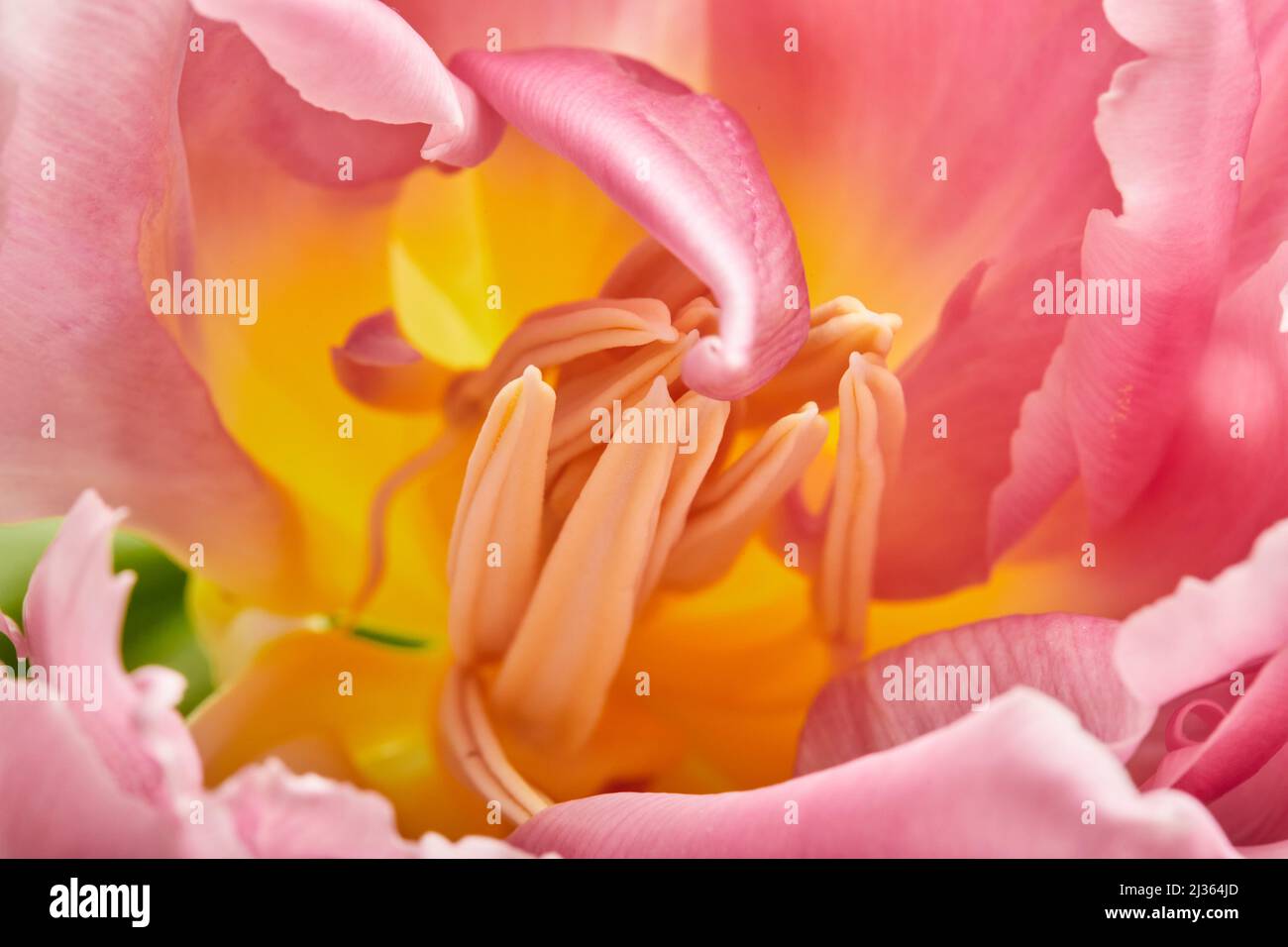 Tulipani a forma di peonia foto in un bouquet. Macro foto di fiori. Il concetto di primavera e di festa, regali per marzo 8 giornata internazionale delle donne. Vista frontale. Foto Stock